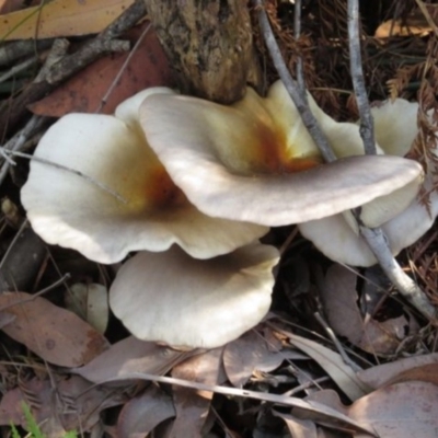 Omphalotus nidiformis (Ghost Fungus) at Panboola - 15 May 2014 by Teresa