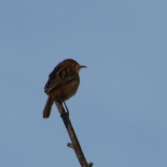 Cisticola exilis (Golden-headed Cisticola) at Panboola - 17 May 2014 by RobynKesby