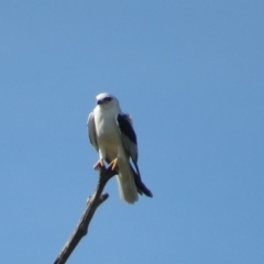 Elanus axillaris (Black-shouldered Kite) at Panboola - 16 May 2014 by RobynKesby