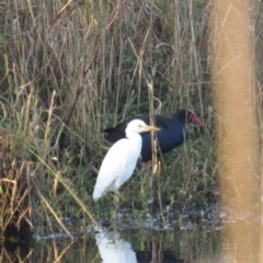 Bubulcus coromandus (Eastern Cattle Egret) at Pambula, NSW - 17 May 2014 by RobynKesby