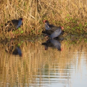 Porphyrio melanotus at Pambula, NSW - 17 May 2014