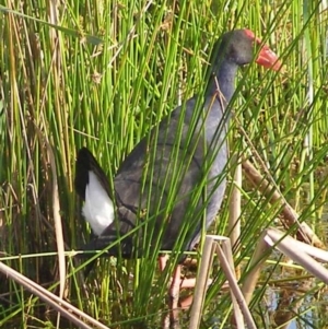 Porphyrio melanotus at Bermagui, NSW - 30 Mar 2012