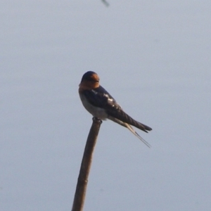 Hirundo neoxena at Bermagui, NSW - 30 Mar 2012