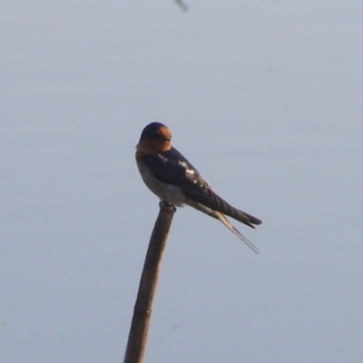 Hirundo neoxena (Welcome Swallow) at Bermagui, NSW - 30 Mar 2012 by Angel