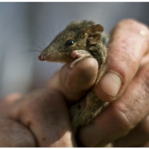 Antechinus agilis at Bermagui, NSW - 30 Mar 2012