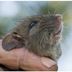 Rattus fuscipes (Bush Rat) at Bermagui, NSW - 29 Mar 2012 by JohnTann