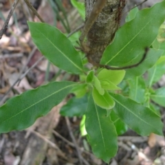 Pittosporum undulatum (Sweet Pittosporum) at Bermagui, NSW - 29 Mar 2012 by JohnTann