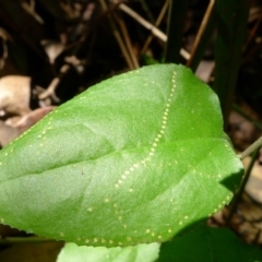 Goodenia ovata (Hop Goodenia) at Bermagui, NSW - 30 Mar 2012 by JohnTann