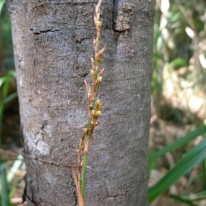 Lepidosperma laterale at Bermagui, NSW - 30 Mar 2012