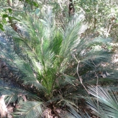 Macrozamia communis (Burrawang) at Bermagui, NSW - 30 Mar 2012 by JohnTann