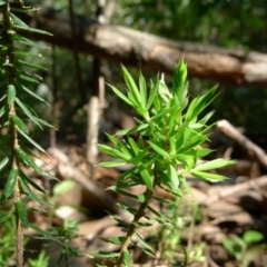 Leucopogon juniperinus (Long Flower Beard-Heath) at Bermagui, NSW - 30 Mar 2012 by JohnTann