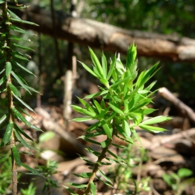 Leucopogon juniperinus (Long Flower Beard-Heath) at Bermagui, NSW - 30 Mar 2012 by JohnTann