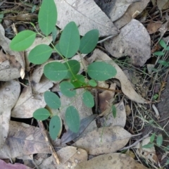 Breynia oblongifolia (Coffee Bush) at Bermagui, NSW - 30 Mar 2012 by JohnTann