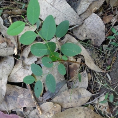 Breynia oblongifolia (Coffee Bush) at Bermagui, NSW - 29 Mar 2012 by JohnTann