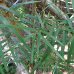 Eustrephus latifolius (Wombat Berry) at Bermagui, NSW - 29 Mar 2012 by JohnTann