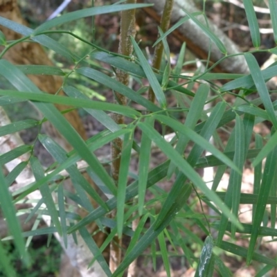 Eustrephus latifolius (Wombat Berry) at Bermagui, NSW - 29 Mar 2012 by JohnTann