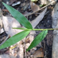 Oplismenus hirtellus (Australian Basket-grass) at Bermagui, NSW - 30 Mar 2012 by JohnTann