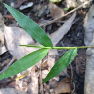 Oplismenus hirtellus (Australian Basket-grass) at Bermagui, NSW - 29 Mar 2012 by JohnTann