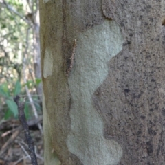 Corymbia maculata (Spotted Gum) at Bermagui, NSW - 29 Mar 2012 by JohnTann