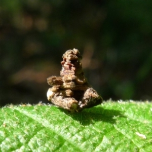 Psychidae (family) MATURE at Bermagui, NSW - 30 Mar 2012