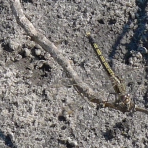 Orthetrum caledonicum at Bermagui, NSW - 31 Mar 2012