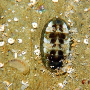 Ischnochiton (Haploplax) lentiginosus at Barragga Bay, NSW - 13 Jun 2015
