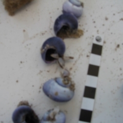 Janthina janthina (Violet Sea Snail) at Bermagui, NSW - 30 Mar 2012 by MichaelMcMaster