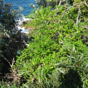 Lycium ferocissimum at Bermagui, NSW - 31 Mar 2012