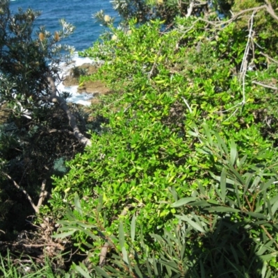 Lycium ferocissimum (African Boxthorn) at Bermagui, NSW - 31 Mar 2012 by robndane