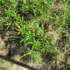 Senecio linearifolius var. arachnoideus (Cobweb Fireweed Groundsel) at Bermagui, NSW - 31 Mar 2012 by robndane