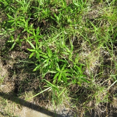 Senecio linearifolius var. arachnoideus (Cobweb Fireweed Groundsel) at Bermagui, NSW - 31 Mar 2012 by robndane