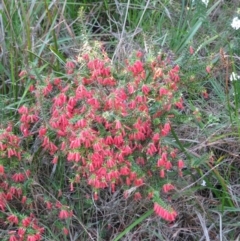 Epacris impressa (Common Heath) at Bermagui, NSW - 31 Mar 2012 by robndane