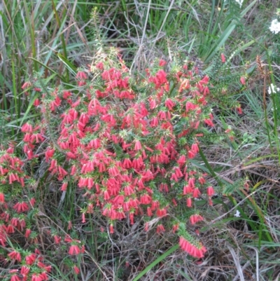 Epacris impressa (Common Heath) at Bermagui, NSW - 31 Mar 2012 by robndane