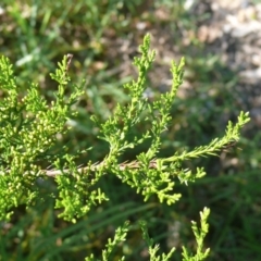 Callitris rhomboidea (Port Jackson Pine, Oyster Bay Pine) at Bermagui, NSW - 31 Mar 2012 by robndane