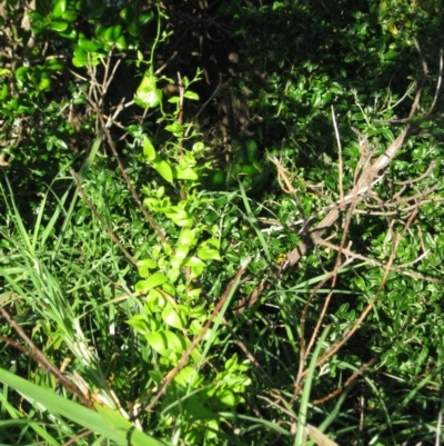 Asparagus asparagoides (Bridal Creeper, Florist's Smilax) at Bermagui, NSW - 31 Mar 2012 by robndane