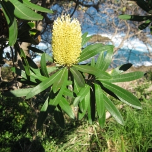Banksia integrifolia subsp. integrifolia at Bermagui, NSW - 31 Mar 2012
