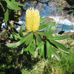 Banksia integrifolia subsp. integrifolia (Coast Banksia) at Bermagui, NSW - 30 Mar 2012 by robndane