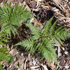 Pteridium esculentum at Bermagui, NSW - 31 Mar 2012