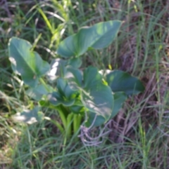 Zantedeschia aethiopica (Arum Lily) at Bermagui, NSW - 31 Mar 2012 by robndane