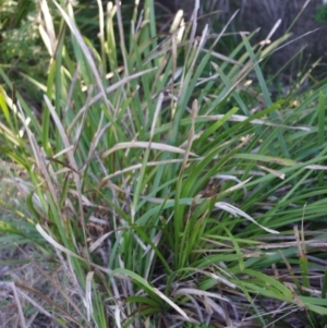 Lomandra longifolia at Bermagui, NSW - 31 Mar 2012 12:00 AM