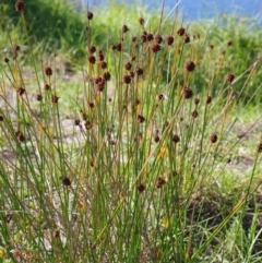 Ficinia nodosa (Knobby Club-rush) at Bermagui, NSW - 31 Mar 2012 by robndane