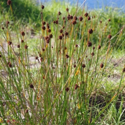 Ficinia nodosa (Knobby Club-rush) at Bermagui, NSW - 31 Mar 2012 by robndane