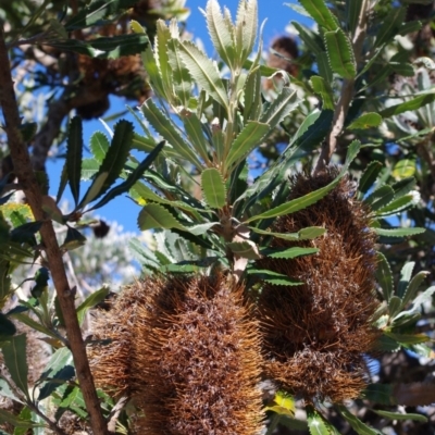 Banksia serrata (Saw Banksia) at Bermagui, NSW - 31 Mar 2012 by robndane