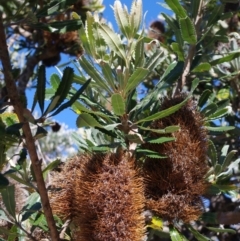 Banksia serrata (Saw Banksia) at Bermagui, NSW - 30 Mar 2012 by robndane