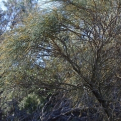 Allocasuarina verticillata (Drooping Sheoak) at Bermagui, NSW - 30 Mar 2012 by robndane