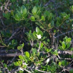 Alyxia buxifolia (Sea Box) at Bermagui, NSW - 31 Mar 2012 by robndane