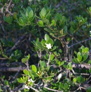 Alyxia buxifolia at Bermagui, NSW - 31 Mar 2012