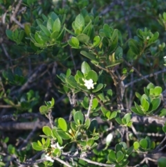 Alyxia buxifolia (Sea Box) at Bermagui, NSW - 30 Mar 2012 by robndane