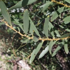 Acacia longifolia subsp. sophorae (Coast Wattle) at Bermagui, NSW - 31 Mar 2012 by robndane