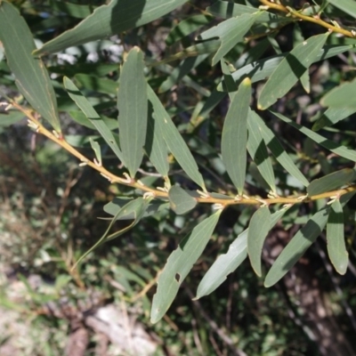 Acacia longifolia subsp. sophorae (Coast Wattle) at Bermagui, NSW - 31 Mar 2012 by robndane